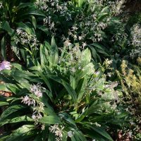 Lush garden with green foliage and clusters of small white Arthropodium 'Matapouri Bay' NZ Rock Lily 8" Pot flowers in bright sunlight.