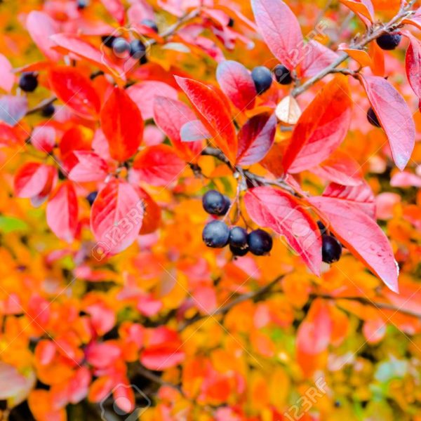 Vibrant red and orange autumn leaves with clusters of black berries on a top indoor plant.