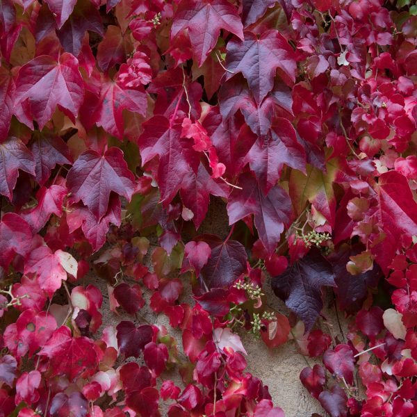 Dense ivy, one of the top indoor plants, with vibrant red and purple leaves covering a wall.