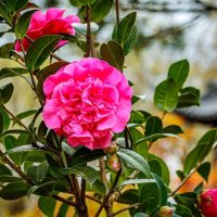 A pink Camellia sasanqua 'Paradise® Petite™ Pink' flower on a tree.