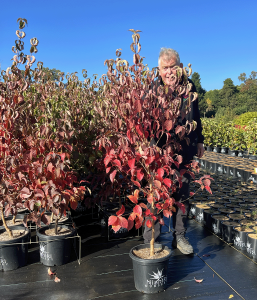 Elderly man standing among rows of potted red-leafed top indoor plants at a nursery, smiling on a sunny day.
