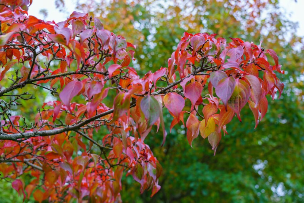 Branches with vibrant red and orange leaves from top indoor plants against a blurred background of green foliage.