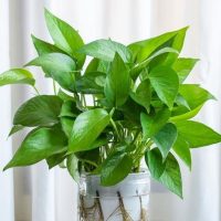 A lush pothos plant in a clear pot with visible roots, set against a white curtain background.
