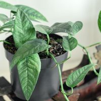 A potted alocasia plant with vibrant green leaves, sitting on an aged wooden stool.