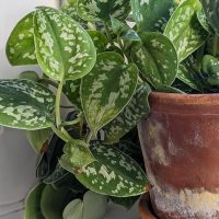 A terracotta pot holding a lush satin pothos plant with variegated green and white leaves, positioned near a window.