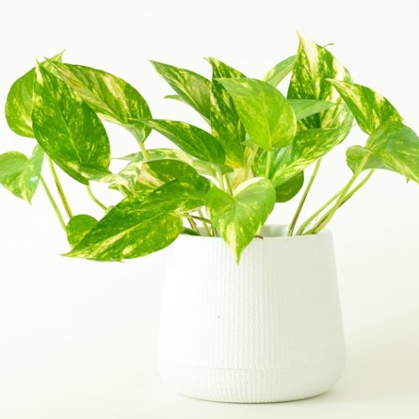A Epipremnum 'Green and Gold' Devil's Ivy plant with variegated green and yellow leaves in a white textured pot against a plain white background.