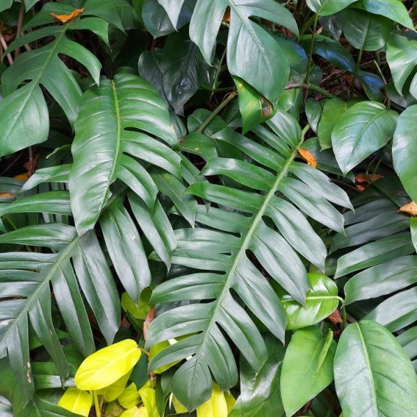 Lush green leaves of varying shapes and sizes, some with a glossy finish, densely packed in a tropical garden.