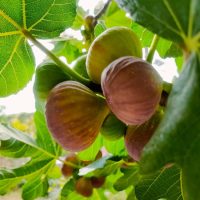 Ripe figs hanging from a fig tree with green leaves in the background.