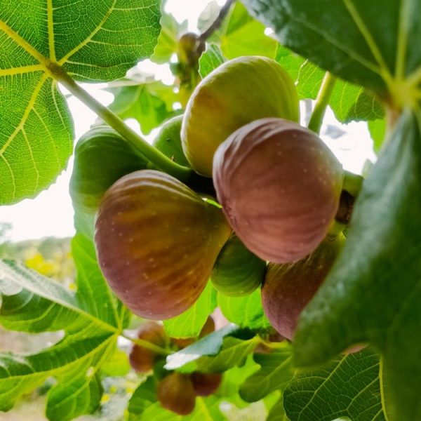Ripe figs hanging from a fig tree with green leaves in the background.