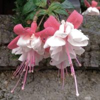 Pink and white Fuchsia 'Little E' 6" Pot flowers with dew drops, hanging against a mossy stone wall background.