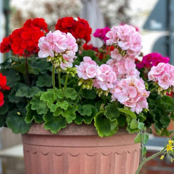 A vibrant Geranium 'Assorted Colours' 8" Pot of geraniums in full bloom.
