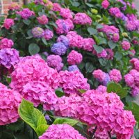 hydrangea macrophylla pink blue sunset mophead flowers pink and blue purple large flowers