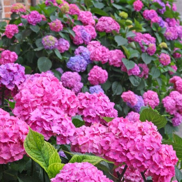 hydrangea macrophylla pink blue sunset mophead flowers pink and blue purple large flowers