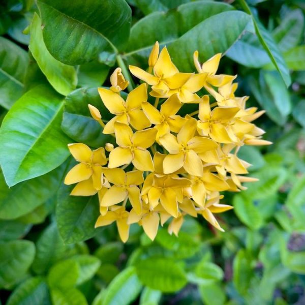 Vibrant yellow Ixora 'Prince of Orange' Pot flowers blooming amidst lush green leaves.