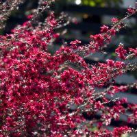 Bright red flowers blooming on slender branches against a blurred background of greenery and architectural structures.