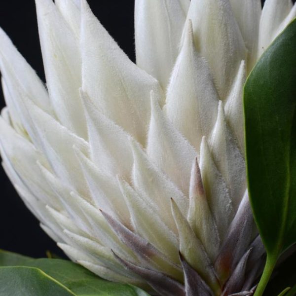 Close-up of a Protea white Ice flower bud with green leaves against a dark background.