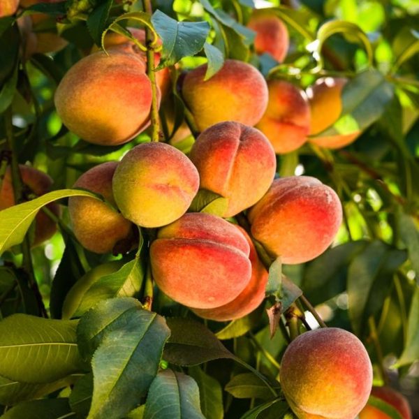 Ripe peaches hanging on the branches in a sunlit orchard.
