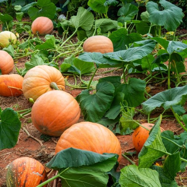 Pumpkin 'Cinderella Red' 4" Pot
