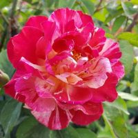 A vibrant, variegated Rose 'A Best Impression®' 3ft Standard (Bare Rooted) in full bloom, surrounded by green foliage.
