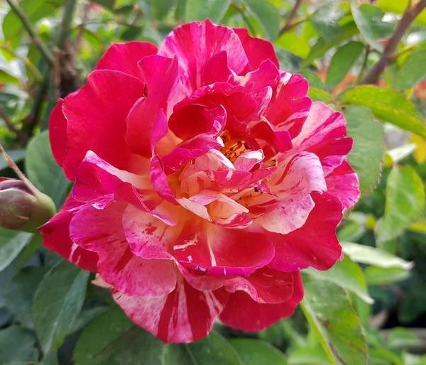 A vibrant, variegated Rose 'A Best Impression®' 3ft Standard (Bare Rooted) in full bloom, surrounded by green foliage.