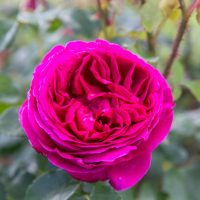 A vibrant pink rose in full bloom with a blurred green foliage background.