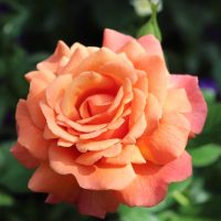 Close-up of a vibrant orange Rose 'Sir Donald Bradman' Bush Form in full bloom with green leaves and purple flowers in the background.