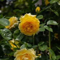 Close-up of vibrant yellow Rose 'Neptune' 3ft Standard (Bare Rooted) roses in bloom, surrounded by lush green leaves in a garden setting.