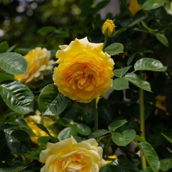 Close-up of vibrant yellow Rose 'Neptune' 3ft Standard (Bare Rooted) roses in bloom, surrounded by lush green leaves in a garden setting.