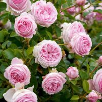 A cluster of blooming pink Rose 'Tallulah' Bush Form with lush green leaves in a garden.