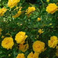 Bright yellow Rose 'Topsy Turvy' Bush Form blooming amidst green leaves in a sunlit garden.
