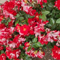 Close-up view of vibrant red and white Rose 'Tuscan Sun™' Bush Form roses in full bloom, interspersed with green leaves in a garden setting.