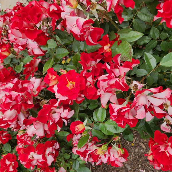 Close-up view of vibrant red and white Rose 'Tuscan Sun™' Bush Form roses in full bloom, interspersed with green leaves in a garden setting.