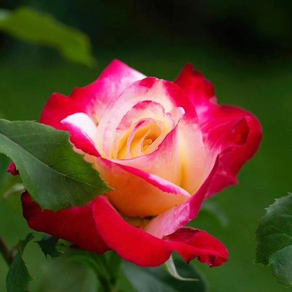 A vibrant red and yellow rose in bloom with surrounding green foliage.