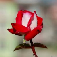 A Rose 'Love You' PBR 3ft Standard (Bare Rooted) red and white rose with dewdrops on the petals.