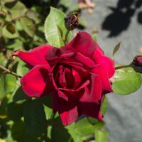 A vibrant red rose in full bloom with buds and leaves, in sunlight.