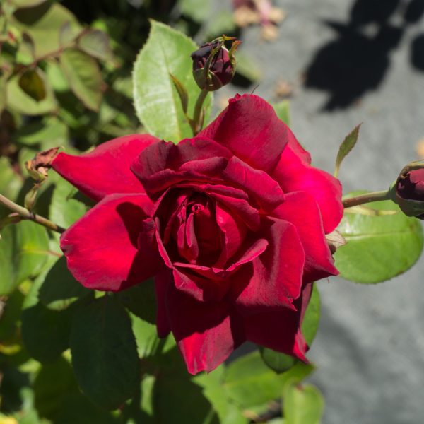 A vibrant red rose in full bloom with buds and leaves, in sunlight.