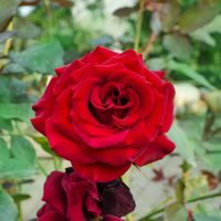 A vibrant red Rose 'Star Burst' PBR Bush Form in full bloom, with layers of delicate petals, set against a backdrop of green foliage.