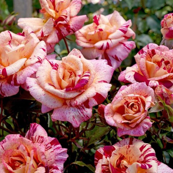 A cluster of vibrant pink and white speckled Rose 'Topsy Turvy' Bush Form in full bloom, surrounded by green foliage.