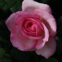 A single pink Rose 'Violina™' 2ft Standard in bloom with a dark background.