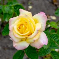 A yellow rose with pink-tipped petals in full bloom.