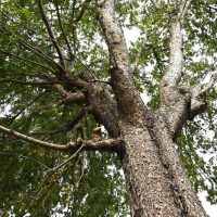 Upward view of a large Ulmus parvifolia 'Chinese Elm' with textured bark and spreading branches against a bright sky.