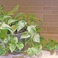 Potted variegated pothos plant on a countertop against a brick wall backdrop.