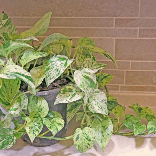 Potted variegated pothos plant on a countertop against a brick wall backdrop.