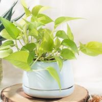 Pothos plant in a light blue pot on a wooden slice, surrounded by decorative items and another plant.