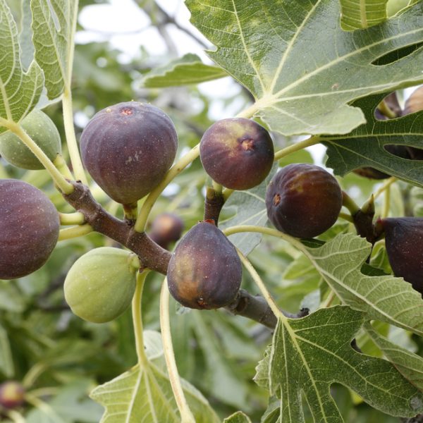 Ripe and unripe figs attached to a branch with green leaves of a Ficus 'Archipal' Fig 8" Pot.