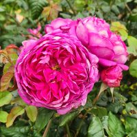 Close-up of vibrant pink Rose 'Let's Celebrate' Bush Form with layers of petals, surrounded by green leaves.