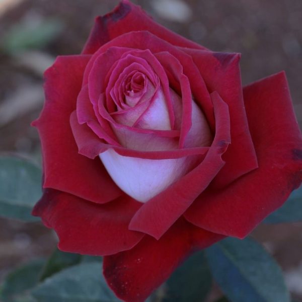 A close-up of a Rose 'The RSL Rose' 3ft Standard (Bare Rooted), with pink hues at its center, set against a blurred natural background.
