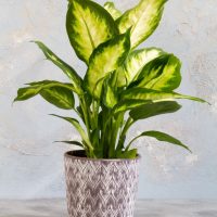 A dieffenbachia plant with vibrant green and yellow leaves in a decorative gray and white chevron-patterned pot against a textured gray background.