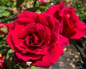Close-up of vibrant red roses, one of the top indoor plants, in full bloom, with a clear focus on the intricate petals and a blurred green background.