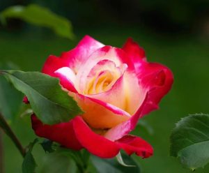 A vibrant rose with pink and yellow petals, recognized as one of the top indoor plants, surrounded by green leaves against a blurred green background.